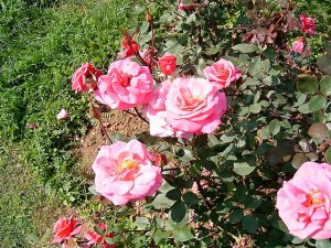Rose Garden-New Delhi, India